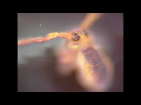 Springtail Pond Surface