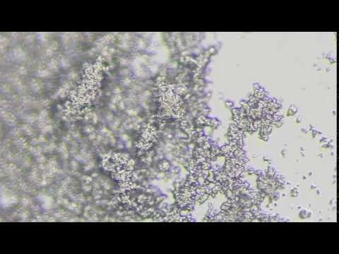 Greek Yogurt Lactobacilli