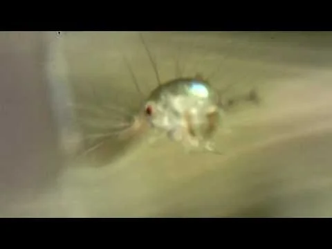 Bacillus Thuringensies