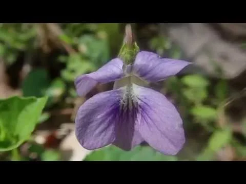 Robert Boyd Wildlife Vlog 74