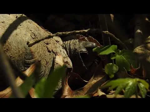 Robert Boyd Wildlife Vlog 75