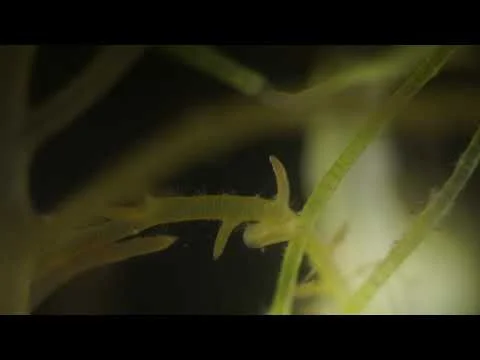 LA Canal Amphipod and Isopod