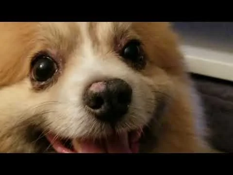 Robert Boyd Wildlife Vlog 75.5