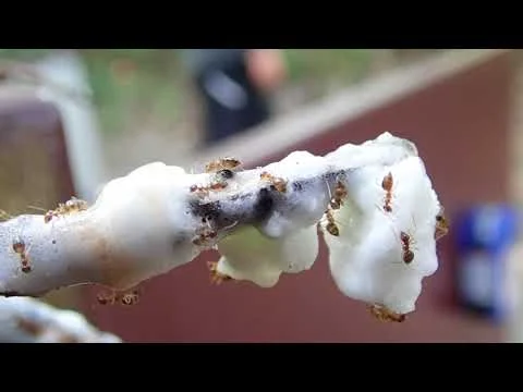 Exploring Shenandoah: Robert Boyd Wildlife Vlog 76