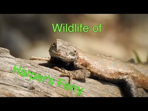 Wildlife of Harper's Ferry: Episode 77