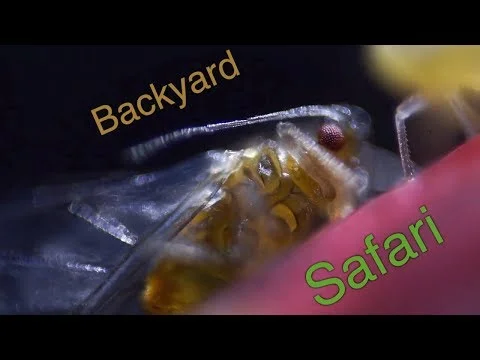 Backyard Safari: Episode 78