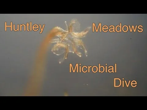 Huntley Meadows Microbial Dive: Episode 80