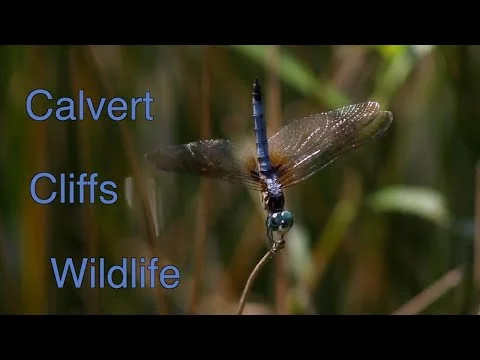 Calvert Cliffs Wildlife: Episode 81