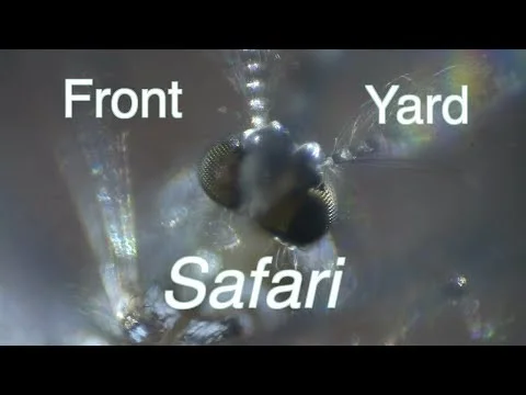 Front Yard Safari: Episode 82