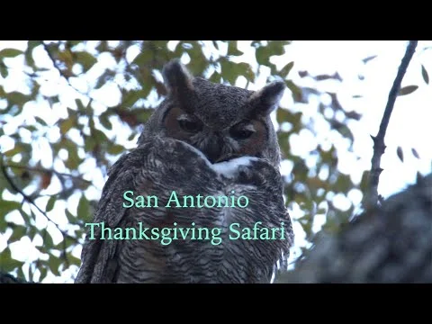 San Antonio Thanksgiving Safari: Episode 84