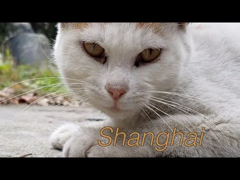 Shanghai: Episode 88
