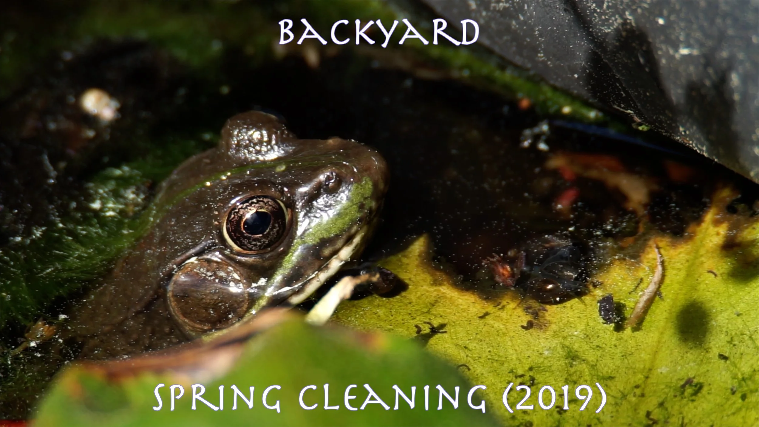 Backyard Spring Cleaning 2019