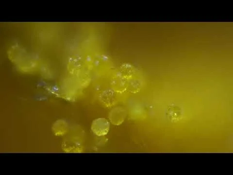 Dandelion Under The Microscope