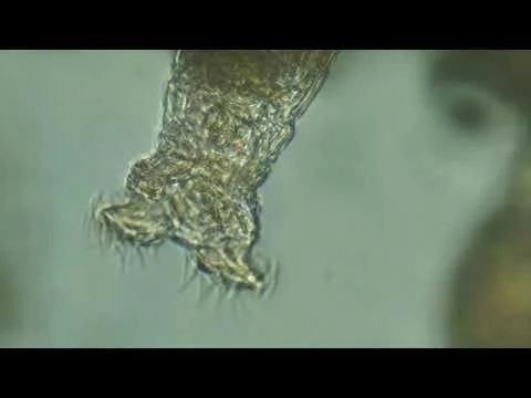 Flower Pot Rotifers