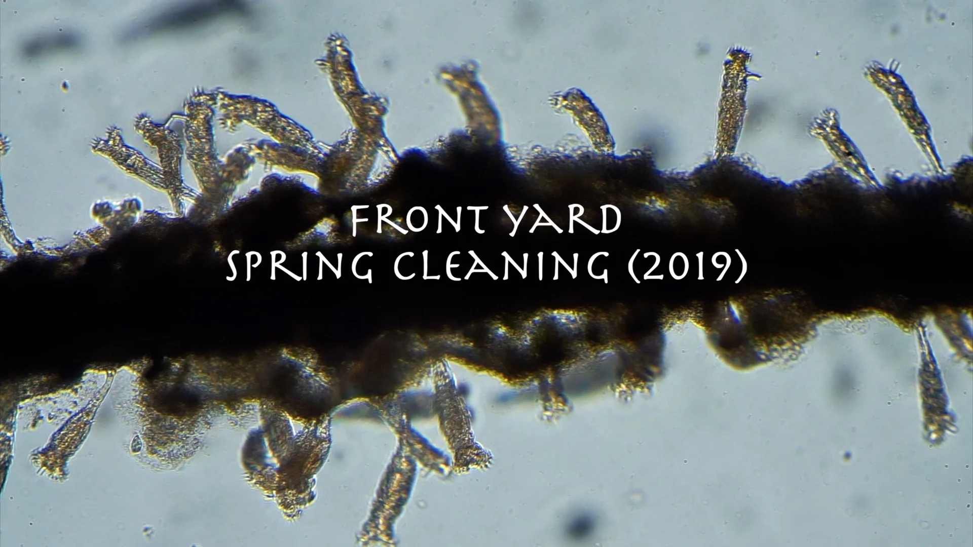 Front Yard Spring Cleaning (2019)