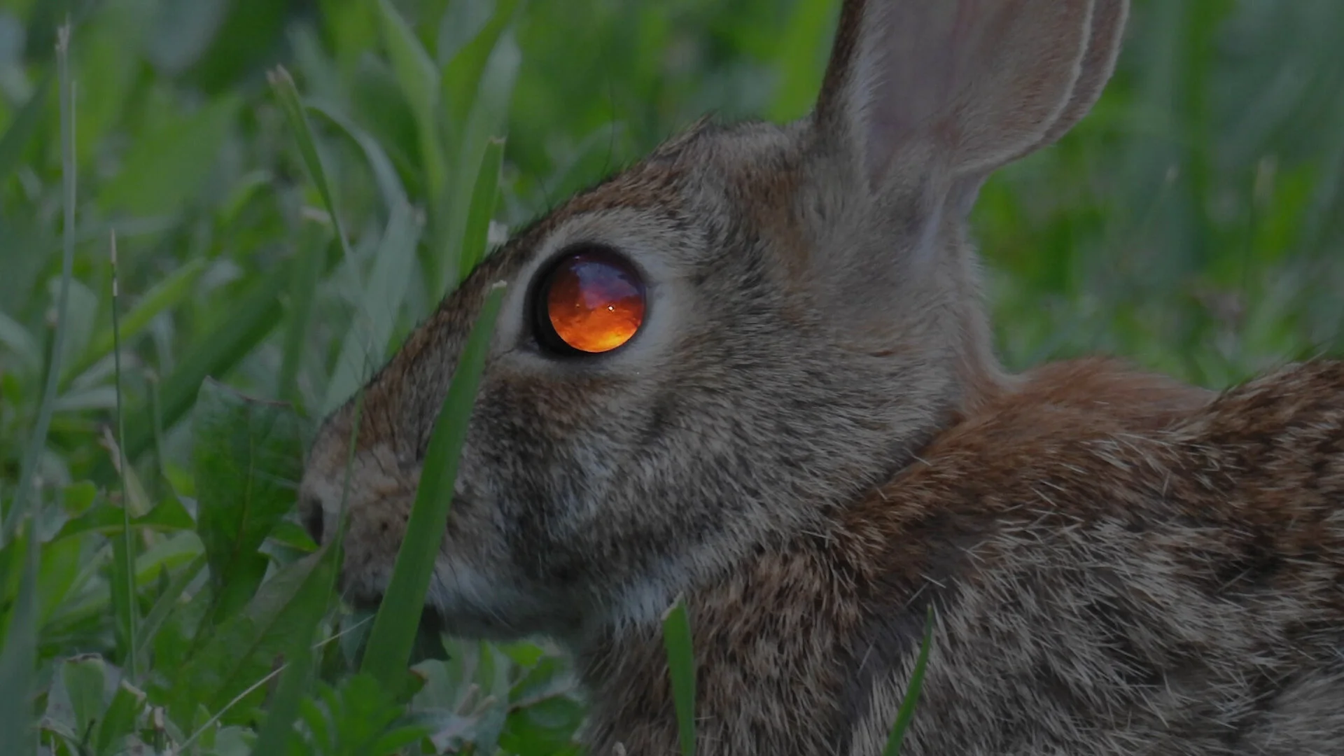 Easter Bunny PSA (2020)