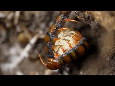 Barbados Giant Centipede Encounter
