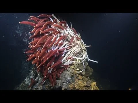 Fiery Riftia Tube Worms Near Guaymas Basin Vents | Nautilus Live