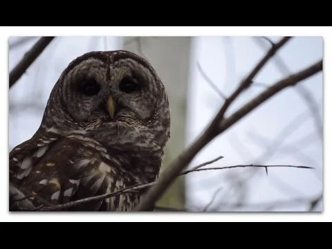 Cristol in College Woods: Great Horned Owls