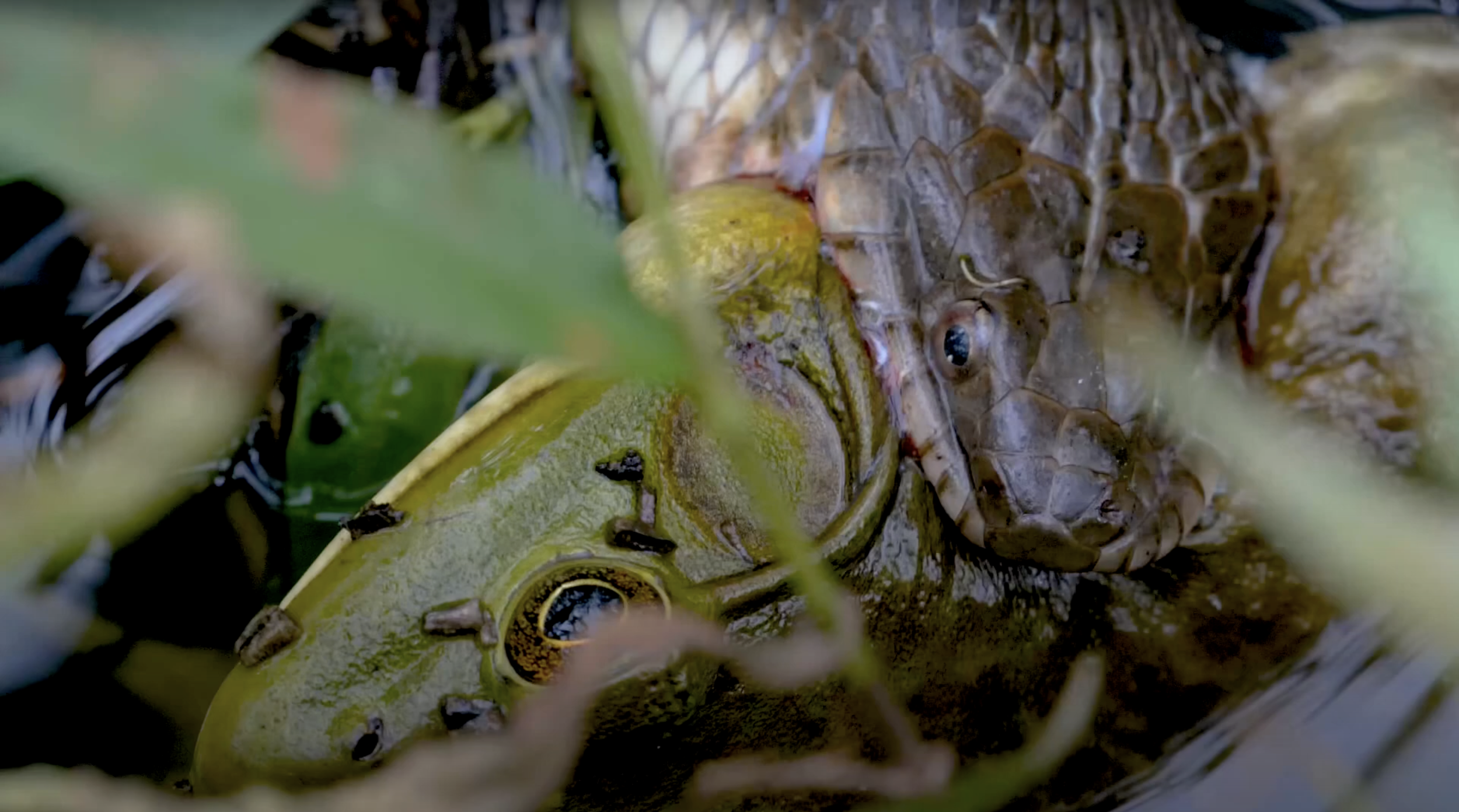 Snake vs. Frog at Huntley Meadows