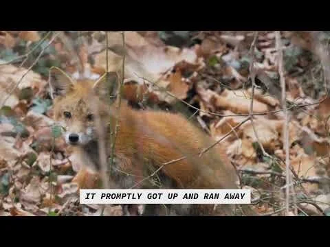 Fox Jan 19th Encounter