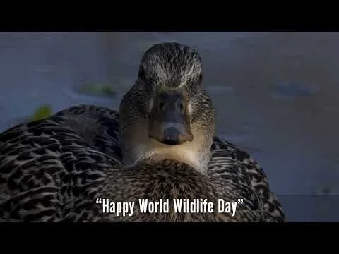Happy World Wildlife Day