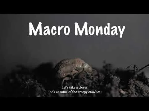 Macro Monday - Front Yard