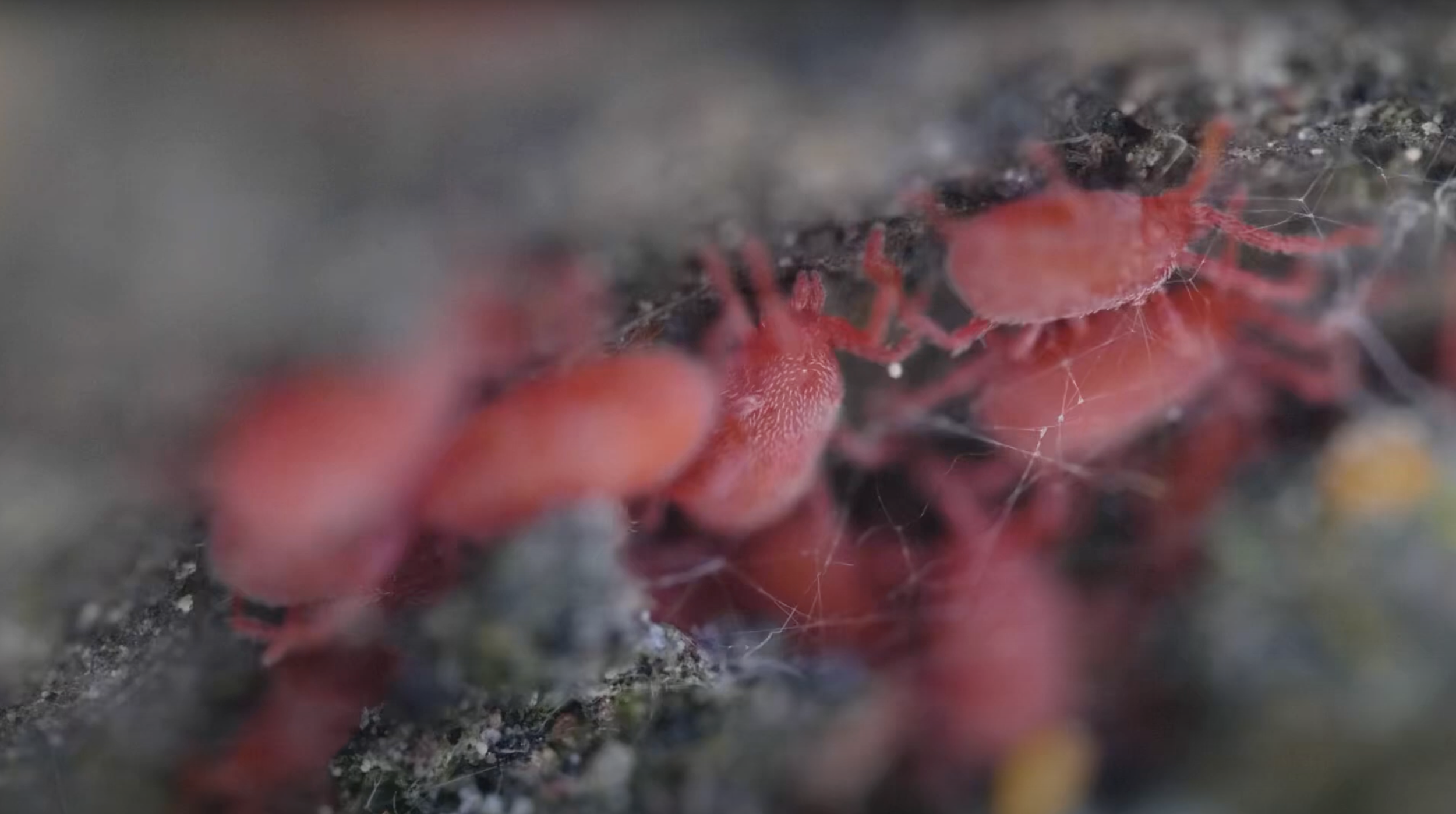 Macro Monday - Velvet Mites