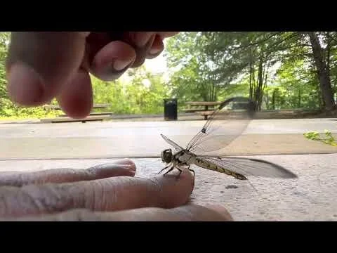 Cleaning spiderweb off dragonfly