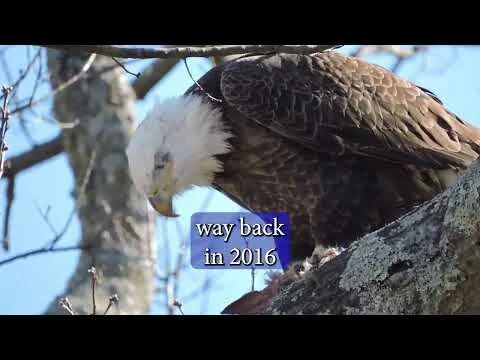 4th of July Wildlife