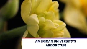 American University's Arboretum