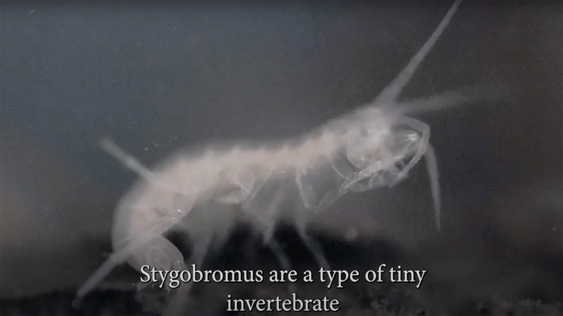 Seep Shrimp - NPS Fellowship