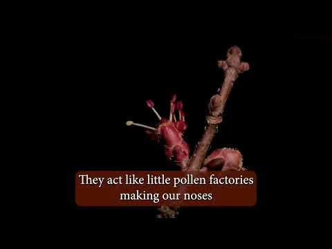 Timelapse Thursday - Maple Flowers