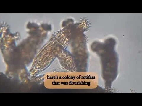 Macro Monday - Flower Pot Rotifers Under The Microscope
