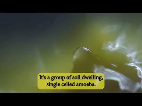 Slime Mold Under The Microscope