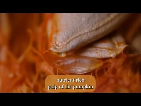 Pumpkin Fungus Under The Microscope