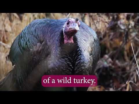 Huntley Meadows Turkeys - A Wild Thanksgiving