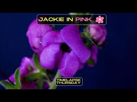 Timelapse Thursday Jackie in Pink Dec 7th