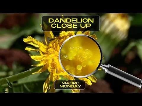 Dandelion Under The Microscope
