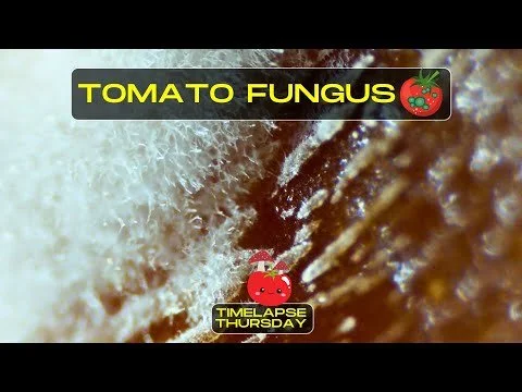 Rotten Tomato Under The Microscope - Timelapse Thursday