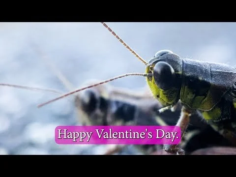 Happy Valentine's Day 2024 (Grasshopper Edition)