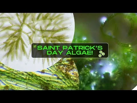 St Patricks Day Microalgae