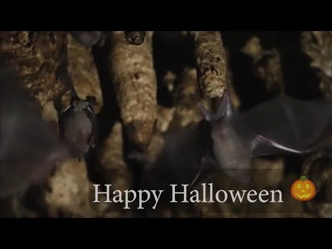 Halloween in Cole's Cave, Barbados