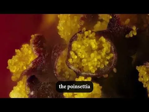 Poinsettia Timelapse