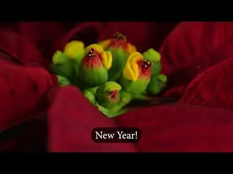 Happy New Year - Poinsettia Timelapse