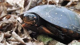 Robert Boyd Wildlife Vlog Episode 6