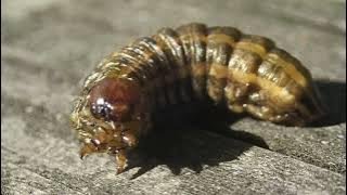 Robert Boyd Wildlife Vlog Episode 7