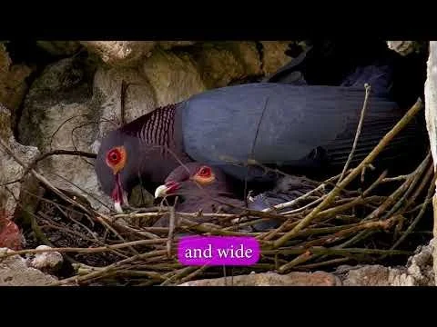 Scaly-Naped Pigeon Valentines Day
