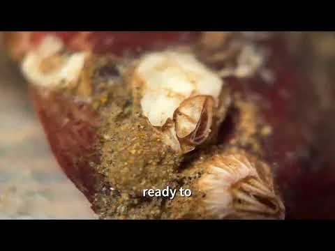 Here's a closeup look at some barnacles encrusting a washed-up seashell, from Durban, South Africa.
