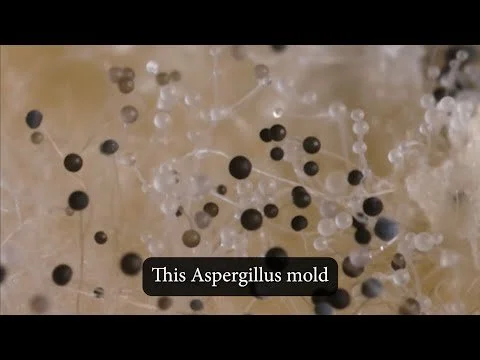 Aspergillus Bread Mold Timelapse